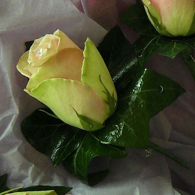 pinkrose